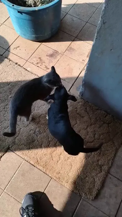 My cat and my dog are best friends.