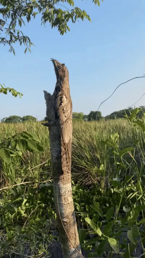 Potoo Bird Demonstrates It's Camouflage