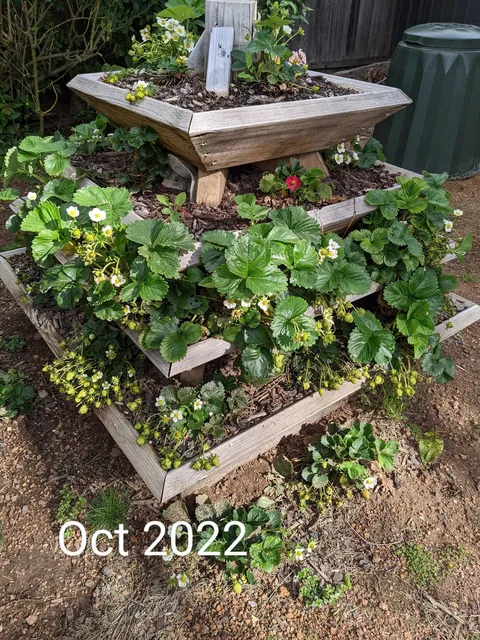 The strawberry pyramid 