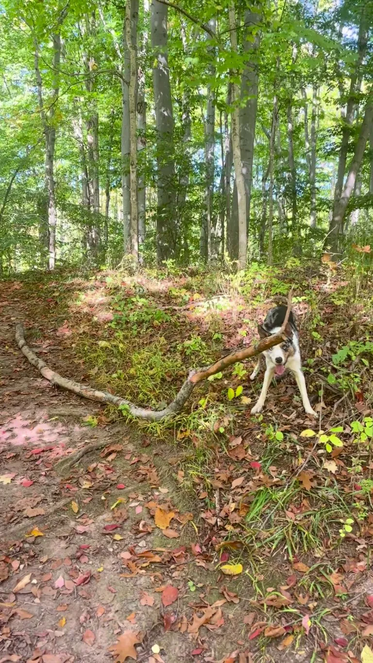 Just a totally normal dog screaming at his stick