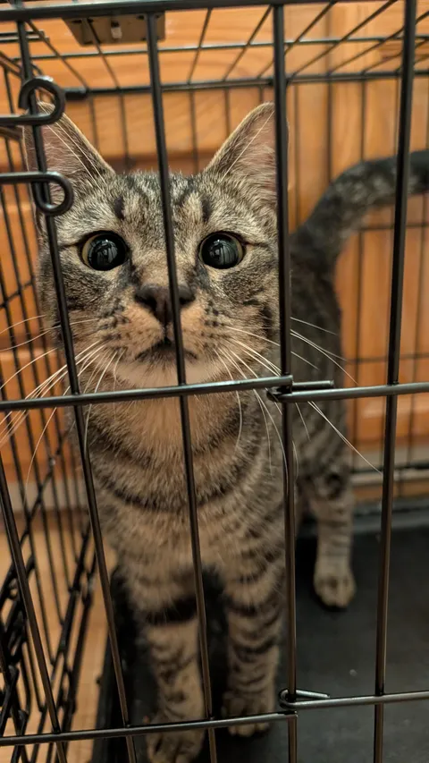 Cat kept trying to get into my apartment