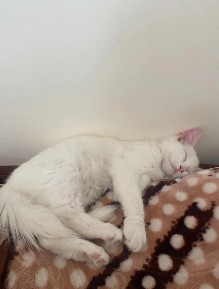 I think our new kitten is deaf.