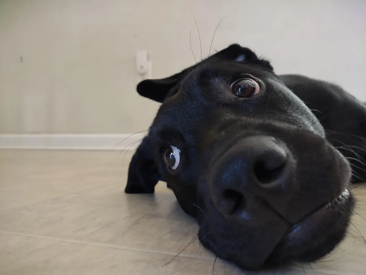 The best pictures of my 3 year old Black Lab!