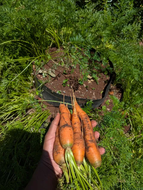 Since I have a small garden, I always try to utilize as much space as possible and the results are outstanding.