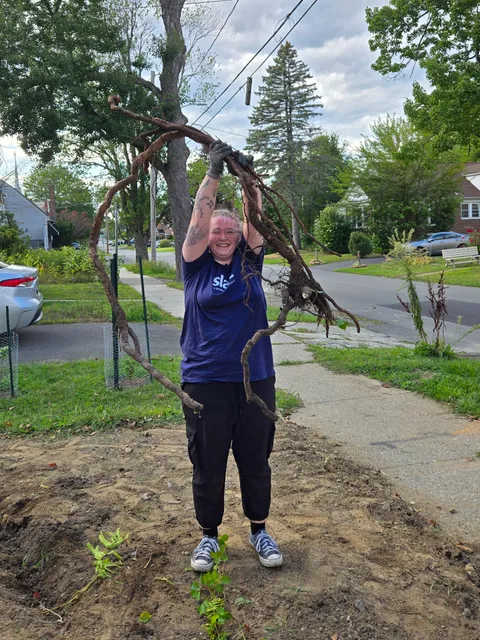 Not today, English Ivy!