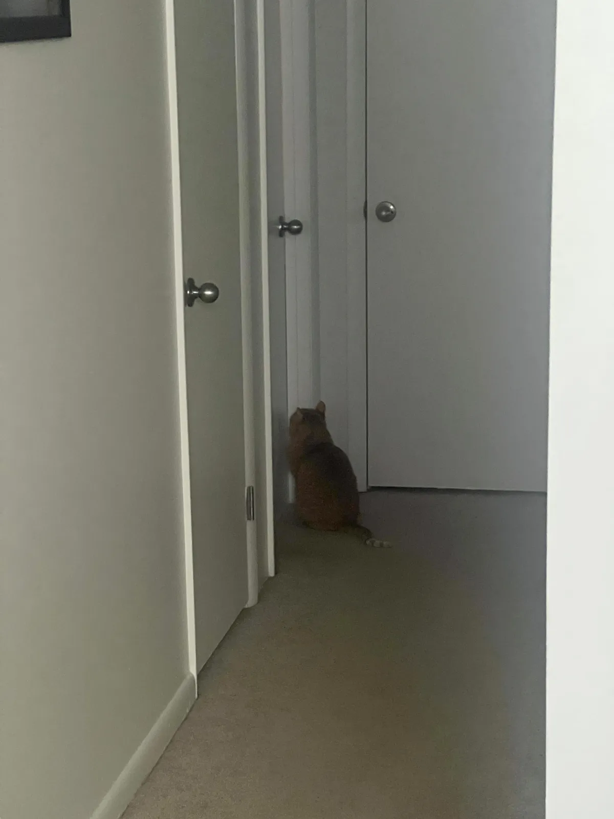 “Cats are independent” Meanwhile, my cat waiting for my fiancé to get out of the shower