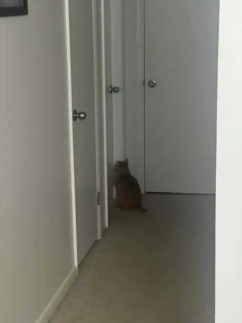 “Cats are independent” Meanwhile, my cat waiting for my fiancé to get out of the shower