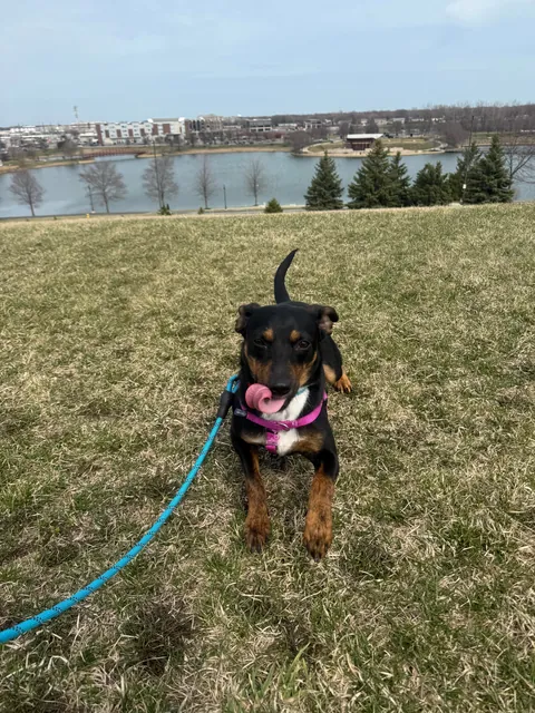 Every week I take a shelter dog out for a field trip. The past two weeks I took Messiah. He’s a very happy boy.