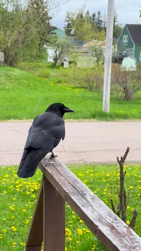 I developed a friendship with a crow four years ago. Every morning and again at 4PM, he shows up and waits patiently for his snacks. His name is Edgar.