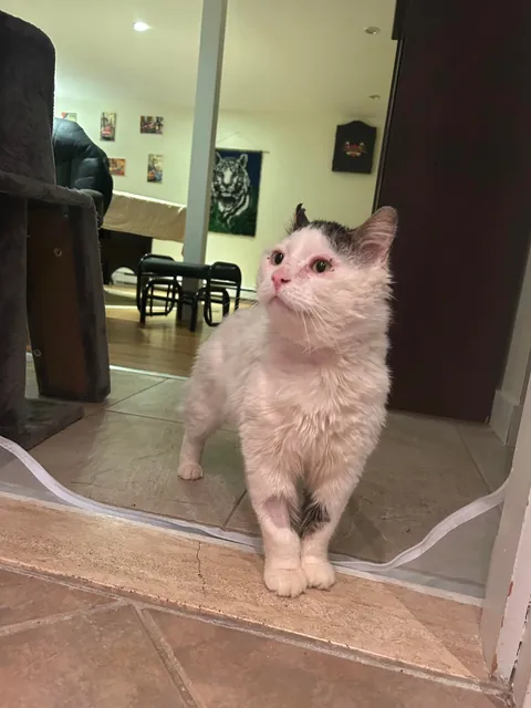 What a change 2 months can make- Foster Fail- read for a happy end 😻