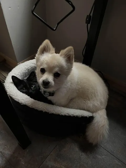 Lorenzo &amp; Cora are besties even when fighting over the dog bed.