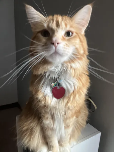 My cat sitting calmly this morning