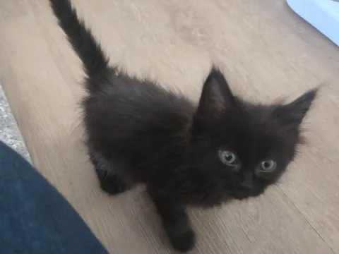 I adopted my first cat 2 weeks ago