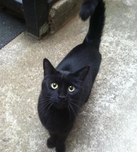 Where can I get pretty cats like this???