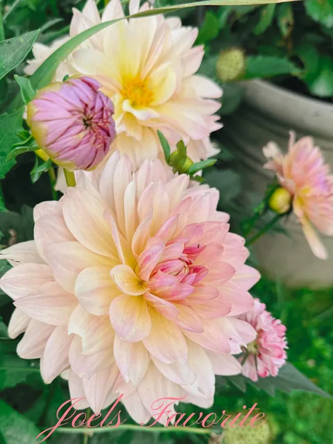 My Fall Garden 💚🌸🧚🍃🍁