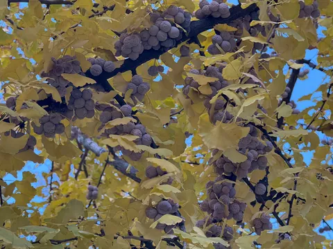 The ginkgo tree has existed for over 270 million years basically unchanged, has no living relatives (only species in its whole genus) and is completely unique in almost every way.