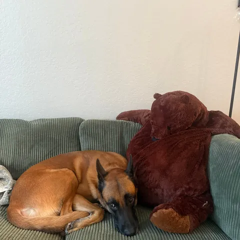 My emotional support dog now has an emotional support bear