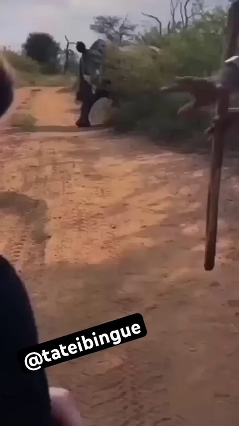 Guide imitates the marking of a territorial boundary 