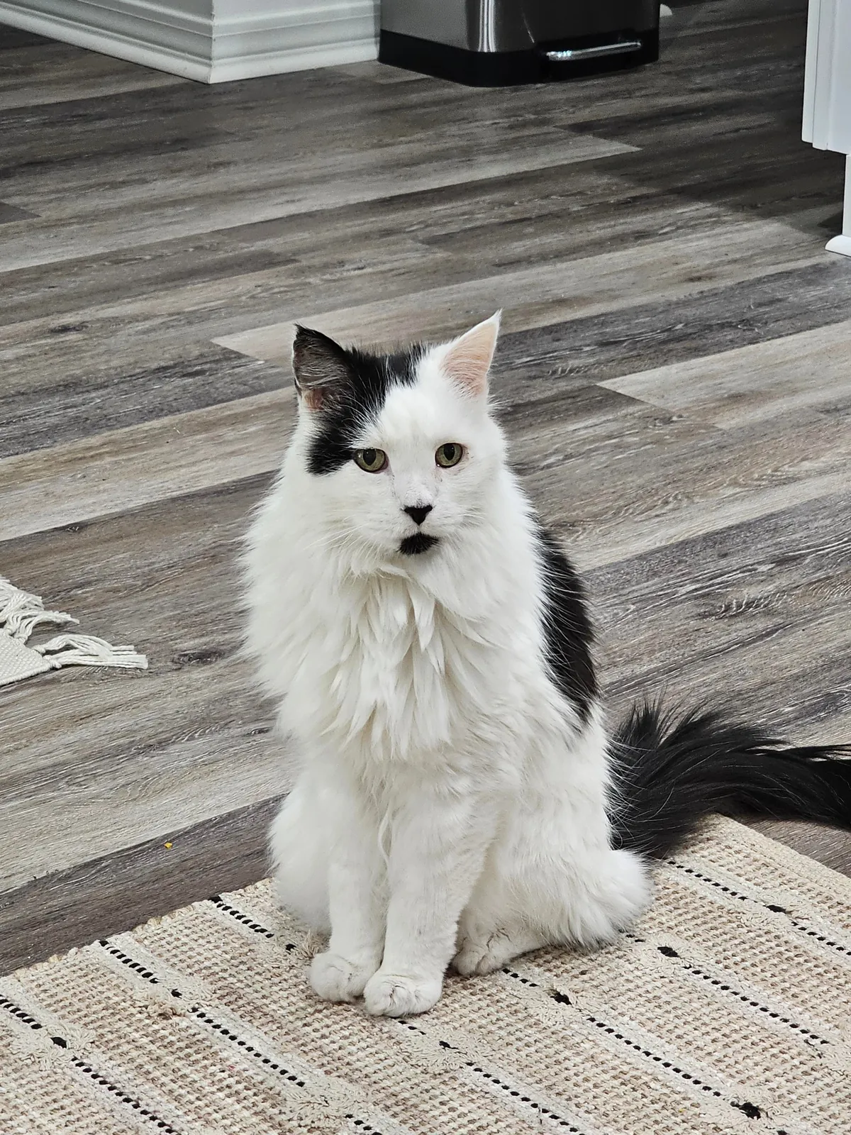 Tomorrow will be Bowies last day. Wish him happy birthday