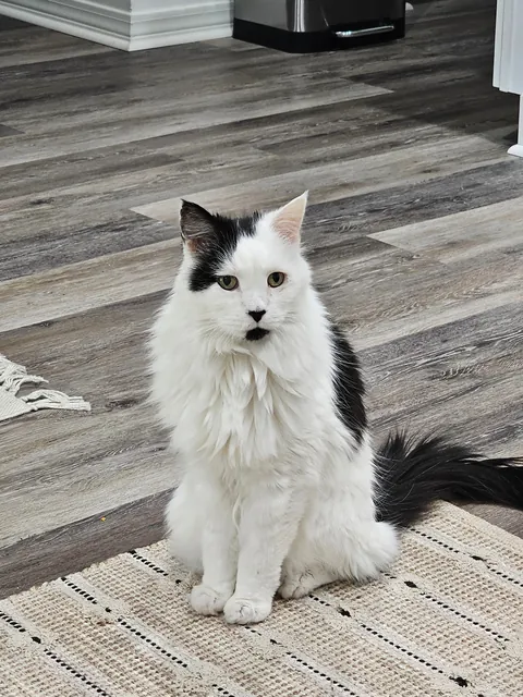 Tomorrow will be Bowies last day. Wish him happy birthday