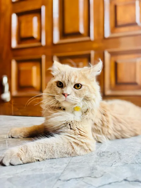 Got him a new collar. He immediately activated 'Distinguished Gentleman' mode🌼🎩