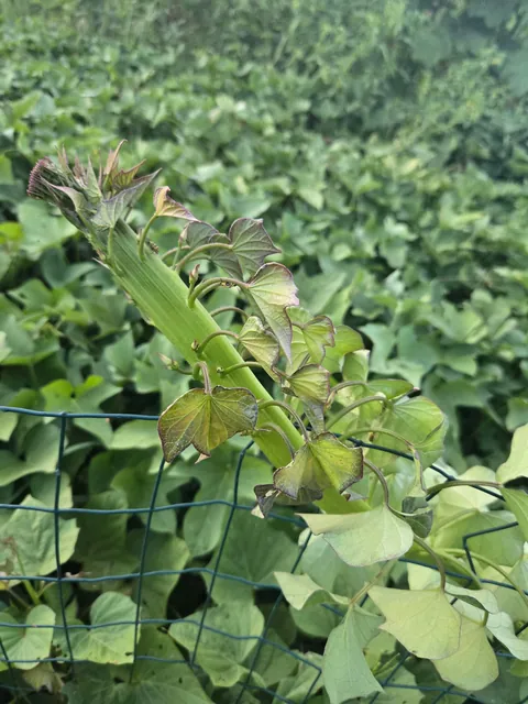 I heard you freaks like fasciation.