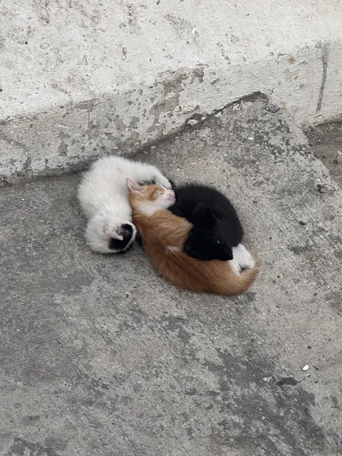 Some kitties I saw on the sidewalk in Morocco