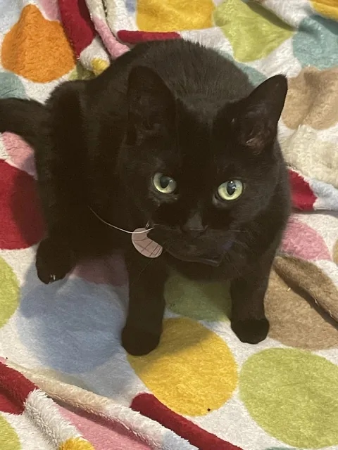 My cat randomly grew one white whisker. They’ve always been all black.