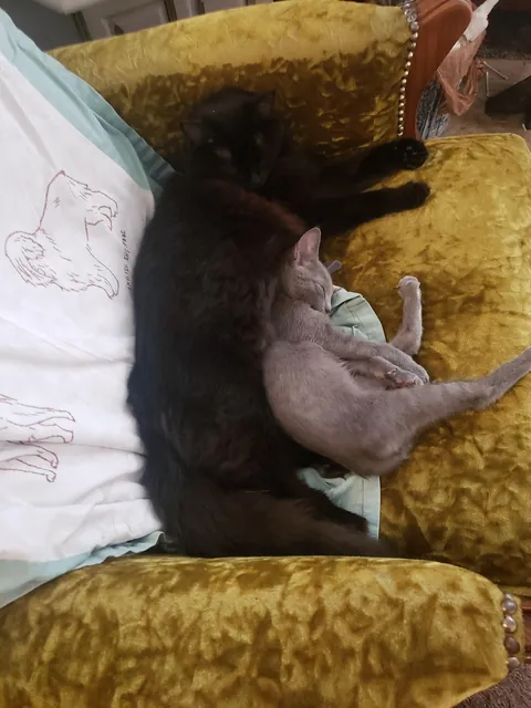 Our sweet ru passed last night (sorry for low quality photos)