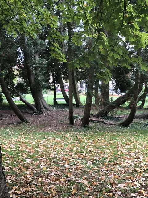 These trees all growing away from a little clearing