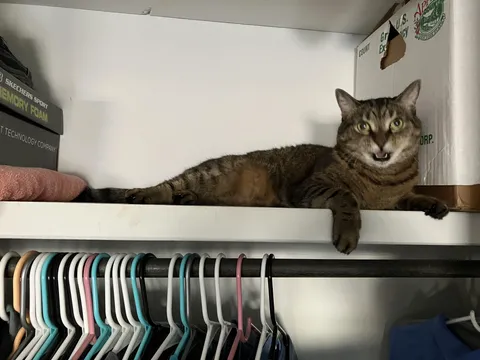 My kitty won’t let me take her down from the closet and is willing to go to war. She has nukes. What can I do?