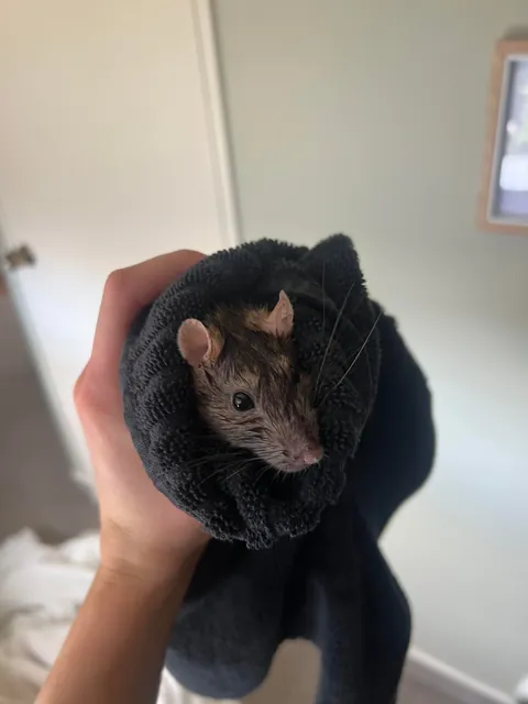 NEW LESSON LEARNT: Keep the toilet lid closed during free roam 🥲