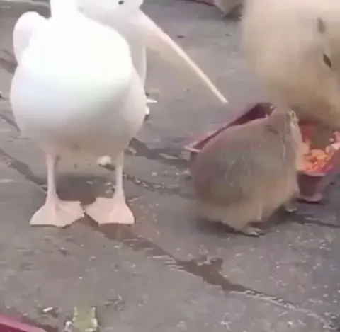 Pelican tries to eat capybara