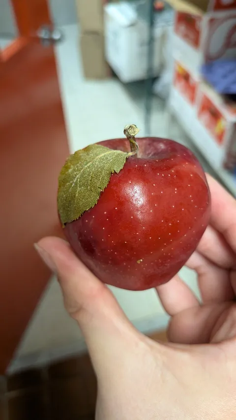 I've never seen a more apple looking apple