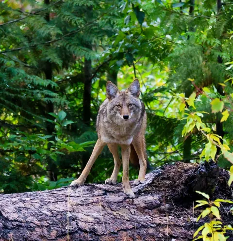 🔥 Giant coyote in the North Cascades