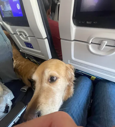 Airline did me a heckin upgrade to ElitePremium Gold Retriever Snoot section