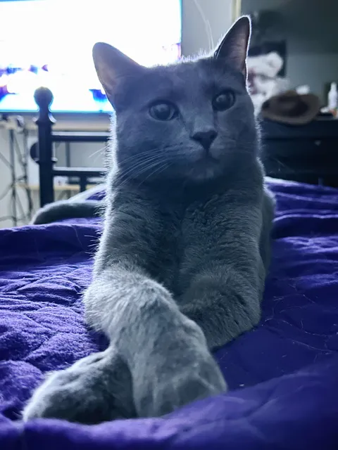 My young man (Michael) doesn’t meow, thoughts?