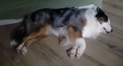 Sometimes Muffin runs even in his sleep.))