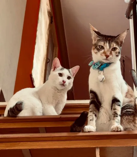 Turned photo of my cats into Album cover