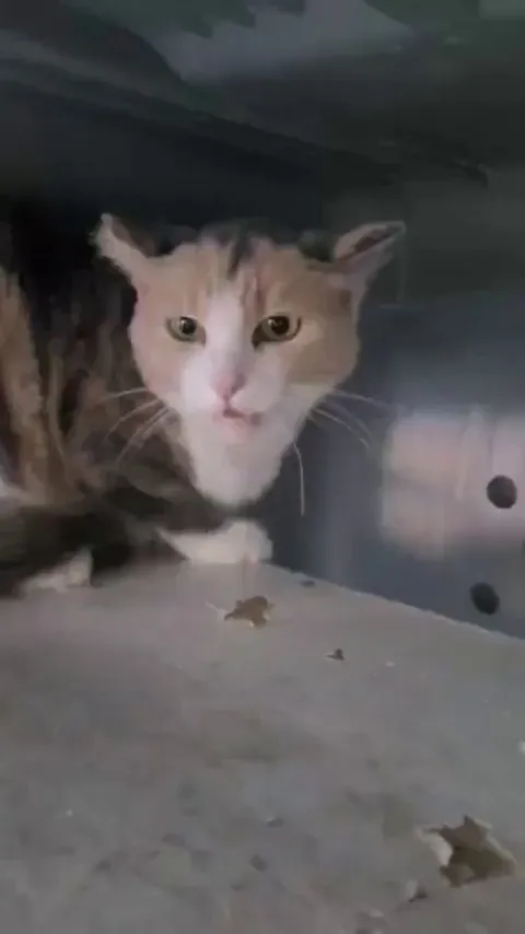 How Émilie from our shelter slowly gains the trust of Loane. She’s a real cat whisperer.