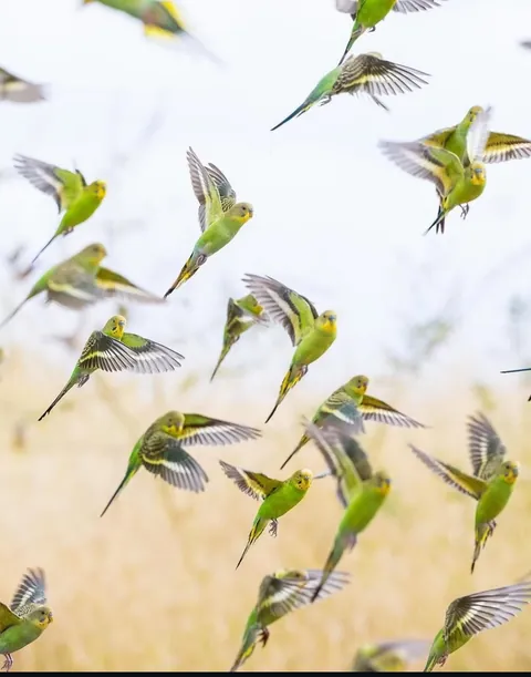 🔥 A Chatter of Budgies 🔥