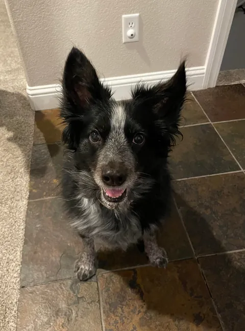 8wks old when I met her at the shelter vs 10yrs last week. Time goes by too fast