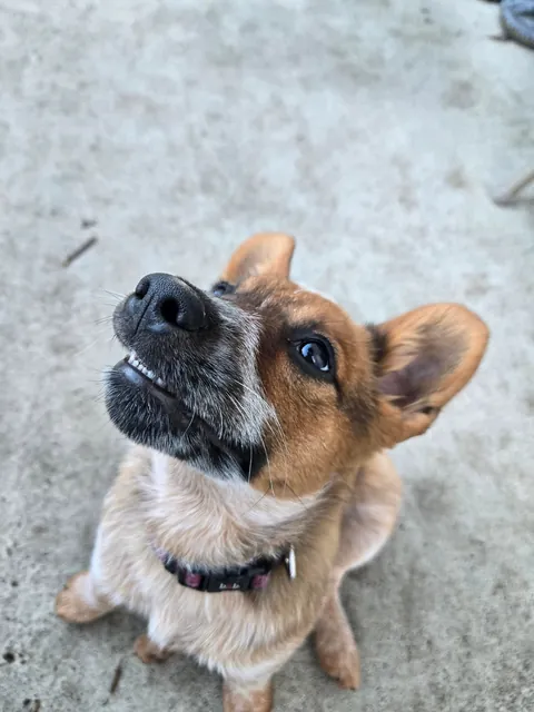 Henlo frens! I is the Toffee bebe!