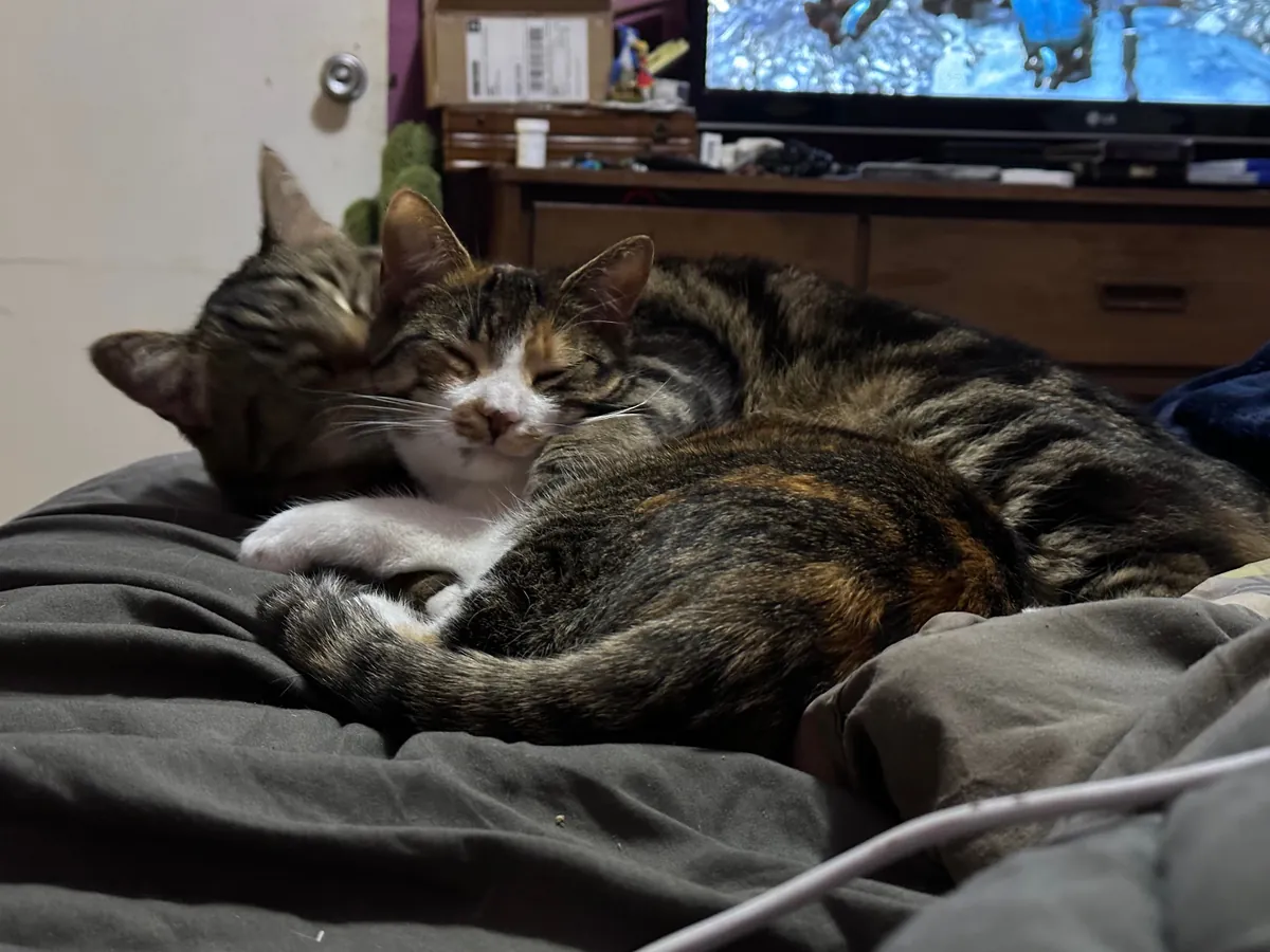 My senior cat has bonded with the new kitten and it’s the most adorable thing