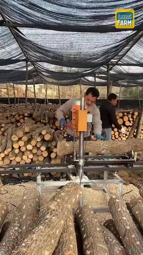 Growing Shiitake Mushrooms in Tree Logs