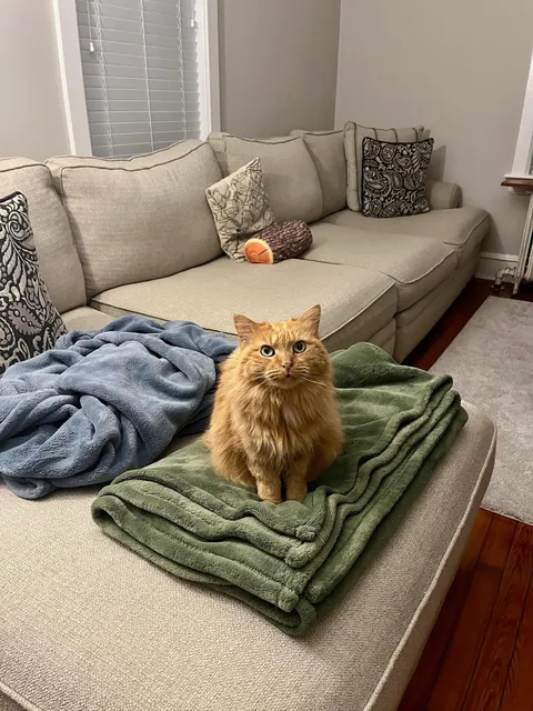 Melissa’s transformation from street cat to bougie cat