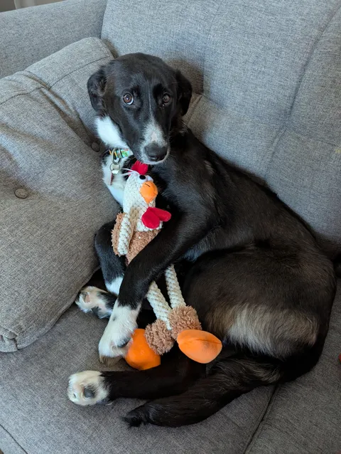 Red and her Christmas Chicken