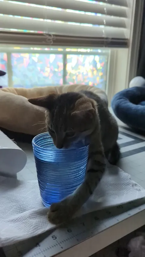 Hamburglar got spayed today and is still a little loopy. Also, drinking is kinda hard I guess