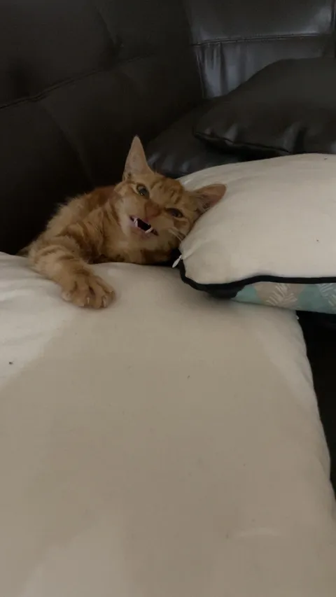 My roommates new cat. Should I be worried?