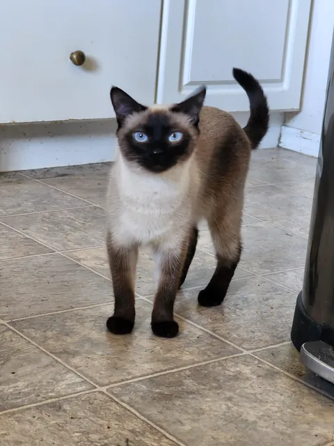 Dorito was made for trouble, born with a mask and gloves